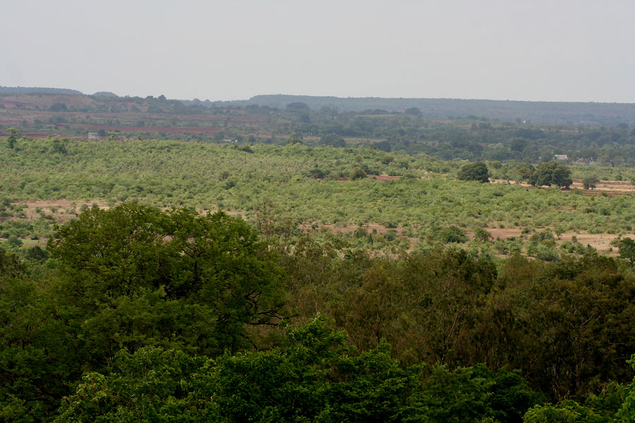 Forest at Ananthagiri Hills